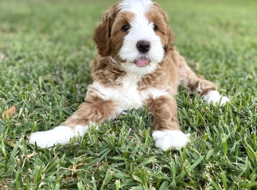 Labradoodle Hypoallerjenik Tüy Dökmeyen Irk  görsel