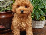 SAĞLIK VE IRK GARANTİLİ RED TOY POODLE YAVRULARIMIZ