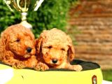 Ruhsatlı Köpek Çiftliğinden Toy Poodle Yavrularımız
