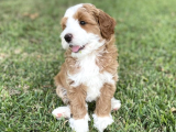 Labradoodle Hypoallerjenik Tüy Dökmeyen Irk 