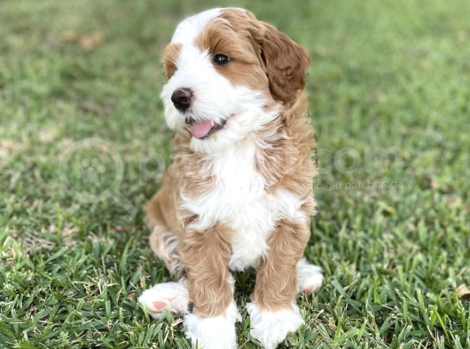 Labradoodle Hypoallerjenik Tüy Dökmeyen Irk  görsel