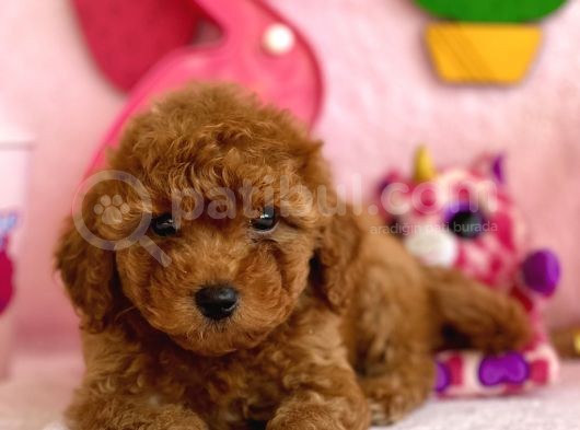 Safkan Toy Poodle Bebekler