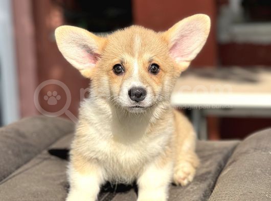 Turkiyede Tek Welsh Corgi Yavrular 