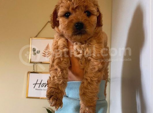 Pasaportlu Kimlikli Toy Poodle Yavrumuz