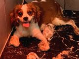 Ruhsatlı Köpek Çiftliğinden Cavalier Yavrular