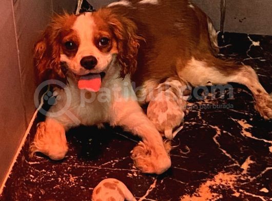 Ruhsatlı Köpek Çiftliğinden Cavalier Yavrular görsel