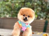 Orji̇nal Pomerani̇an Boo 