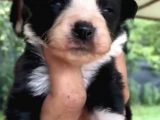 Ruhsatlı Köpek Çiftliğinden Border Collie Yavrular