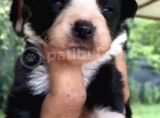 Ruhsatlı Köpek Çiftliğinden Border Collie Yavrular görsel