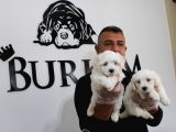 Ruhsatlı Köpek Çiftliğinden Maltes Terrier Yavrular