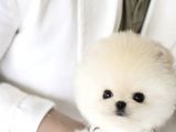 Pomeranian Boo Teddy Bear Irk Garantili 