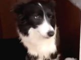 Ruhsatlı Köpek çiftliğinden border Collie yavrular