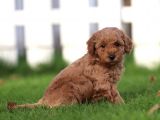 SAĞLIK VE IRK GARANTİLİ RED TOY POODLE YAVRULARIMIZ