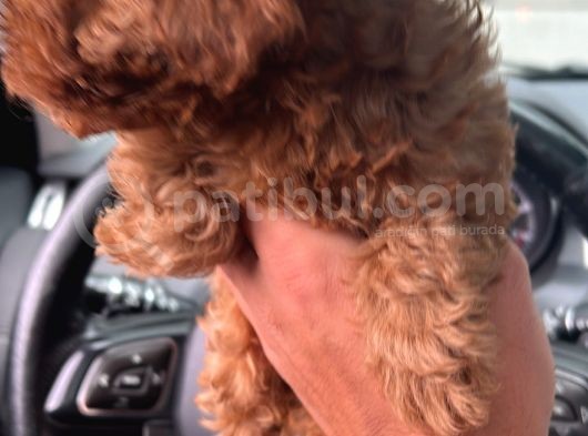 2 Aylik Ti̇ny Zero Toy Poodle Büyümeyen görsel