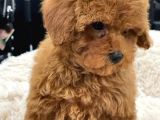 Sağlik Ve Irk Garanti̇li̇ Red Toy Poodle Yavrularimiz
