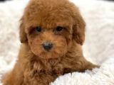 SAĞLIK VE IRK GARANTİLİ RED TOY POODLE YAVRULARIMIZ