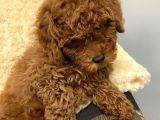 Sağlik Ve Irk Garanti̇li̇ Red Brown Toy Poodle Yavrularimiz