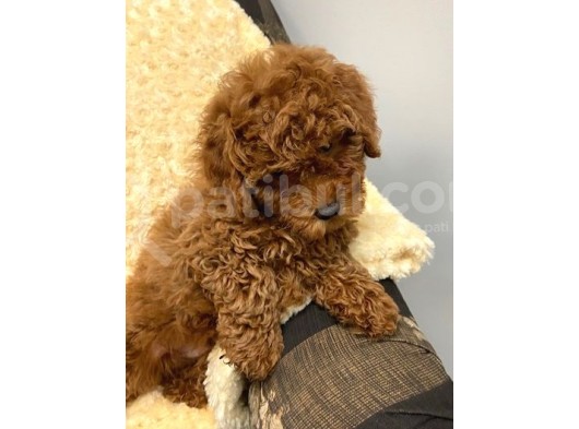 Sağlik Ve Irk Garanti̇li̇ Red Brown Toy Poodle Yavrularimiz görsel