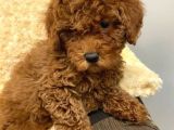 Sağlik Ve Irk Garanti̇li̇ Red Brown Toy Poodle Yavrularimiz