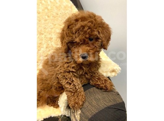 Sağlik Ve Irk Garanti̇li̇ Red Brown Toy Poodle Yavrularimiz görsel