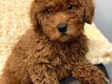 Sağlik Ve Irk Garanti̇li̇ Red Brown Toy Poodle Yavrularimiz