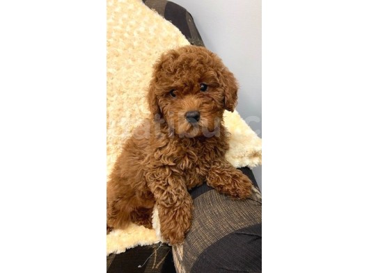 Sağlik Ve Irk Garanti̇li̇ Red Brown Toy Poodle Yavrularimiz görsel