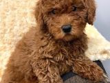 SAĞLIK VE IRK GARANTİLİ RED BROWN TOY POODLE YAVRULARIMIZ