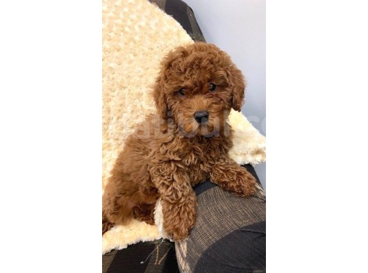Sağlik Ve Irk Garanti̇li̇ Red Brown Toy Poodle Yavrularimiz