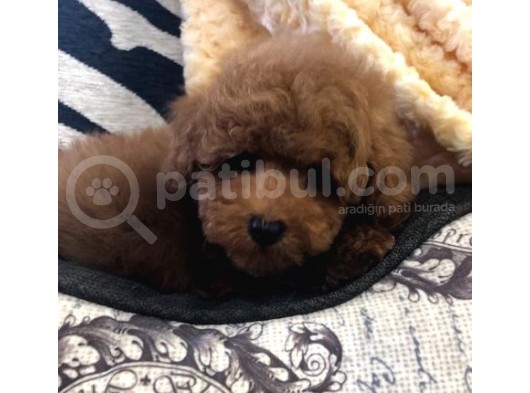 Sağlik Ve Irk Garanti̇li̇ Red Brown Toy Poodle Yavrularimiz