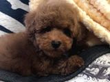 Sağlik Ve Irk Garanti̇li̇ Red Brown Toy Poodle Yavrularimiz