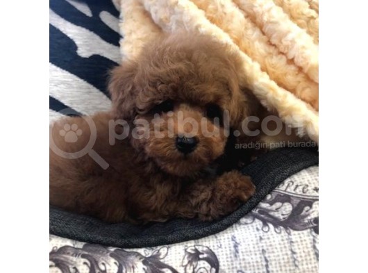 Sağlik Ve Irk Garanti̇li̇ Red Brown Toy Poodle Yavrularimiz görsel