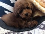 Sağlik Ve Irk Garanti̇li̇ Red Brown Toy Poodle Yavrularimiz