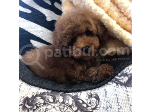 Sağlik Ve Irk Garanti̇li̇ Red Brown Toy Poodle Yavrularimiz görsel