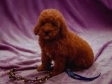 SAĞLIK VE IRK GARANTİLİ RED BROWN TOY POODLE YAVRULARIMIZ
