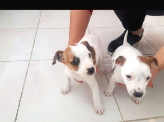 Safkan Yavru Jack Russell Kisa Bacak Son Bir Erkek Kaldi görsel