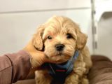 Maltipoo Yavrularımız