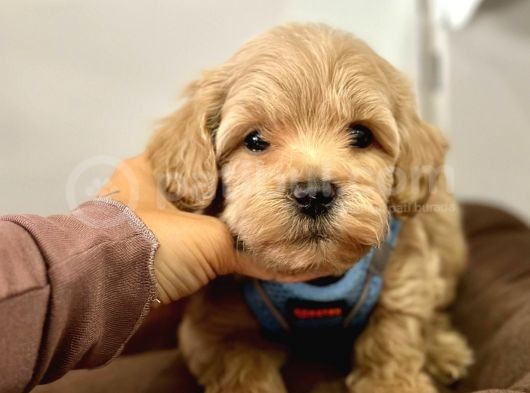 Maltipoo Yavrularımız