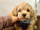 Maltipoo Yavrularımız