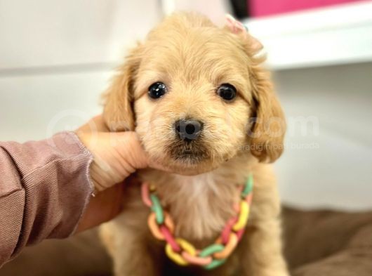 Maltipoo Yavrularımız görsel