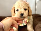 Maltipoo yavrularımız