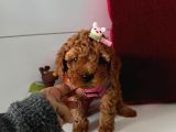 Red Toy Poddle