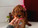 Red Toy Poddle