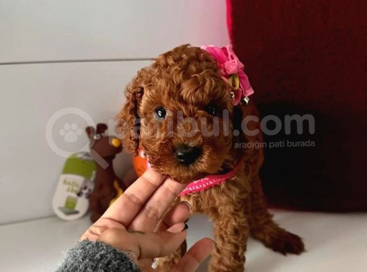 Red Toy Poddle görsel
