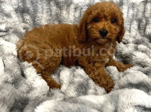 Sağlik Ve Irk Garanti̇li̇ Red Brown Toy Poodle Yavrularimiz
