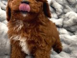 Sağlik Ve Irk Garanti̇li̇ Red Brown Toy Poodle Yavrularimiz