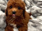 SAĞLIK VE IRK GARANTİLİ RED BROWN TOY POODLE YAVRULARIMIZ