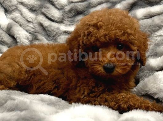 Sağlik Ve Irk Garanti̇li̇ Red Brown Toy Poodle Yavrularimiz