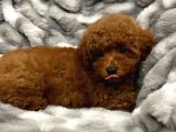 Sağlik Ve Irk Garanti̇li̇ Red Brown Toy Poodle Yavrularimiz