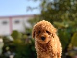 Sevimli Toy Poodle Yavrular