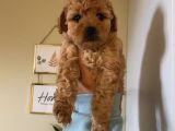Apricot Renginde Dişi-Erkek Toypoodle Bebişlerimiz